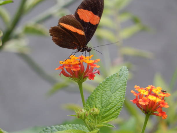 istock Black and orange butterfly 679109150