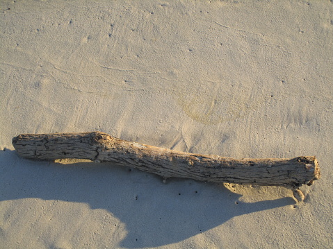 A piece of driftwood lying on Dauphin Island beach.