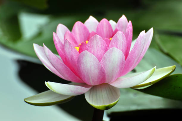 istock Blossom waterlily flowers 679130576