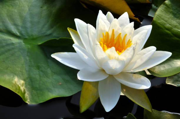 istock Blossom waterlily flowers 679130622