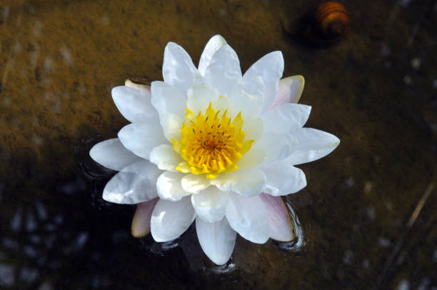 istock Blossom waterlily flowers 679130624
