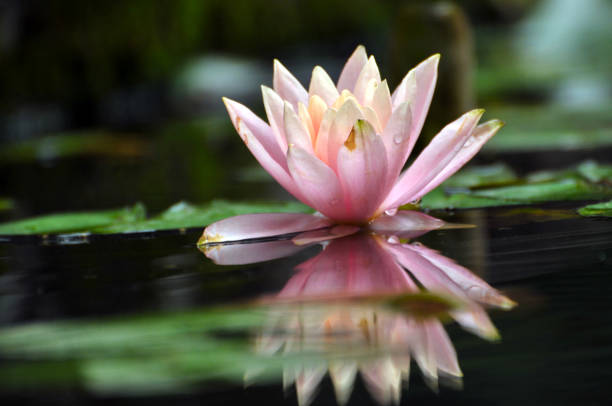 istock Blossom waterlily flowers 679130692
