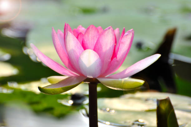 istock Blossom waterlily flowers 679130702