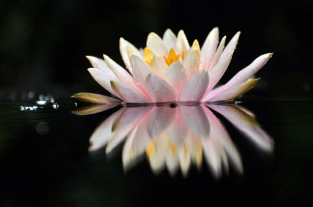 istock Blossom waterlily flowers 679133712
