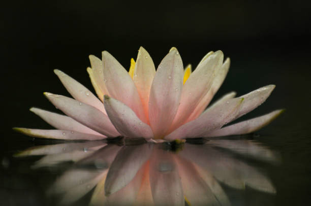 istock Blossom waterlily flowers 679133754