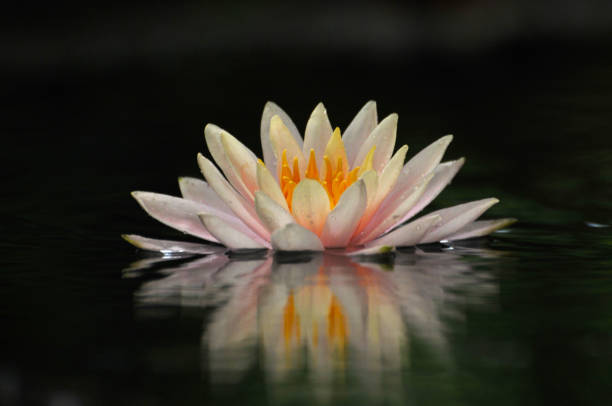 istock Blossom waterlily flowers 679133768