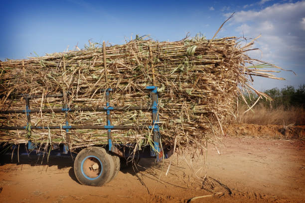 sugarcane truck stock photo