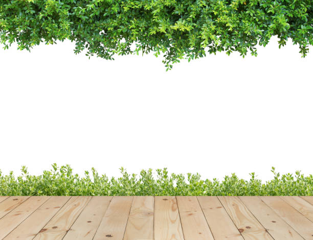 istock Wooden floor with hedge for background. 679142126