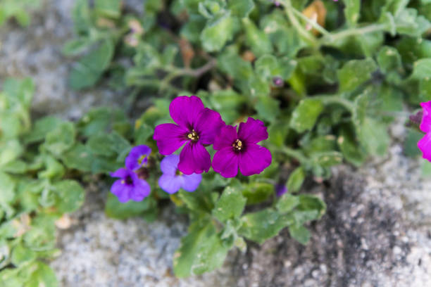 variety of colors and looks of fresh blooming seasonal abstract looking florals