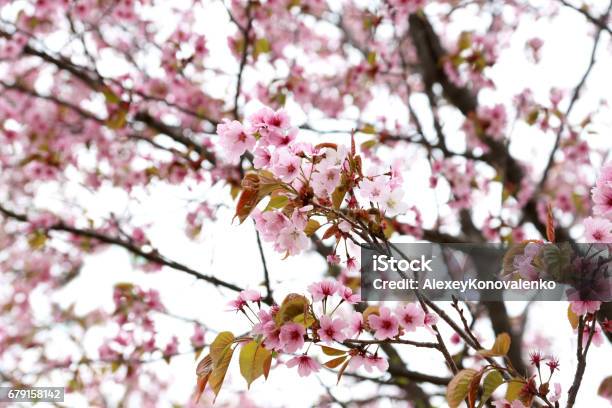 Photo libre de droit de Fleur Dabricot banque d'images et plus d'images libres de droit de Abricot - Abricot, Arbre en fleurs, Blanc