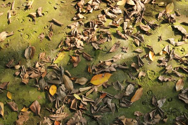 istock dry leaves in the forest 679173364