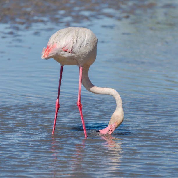flamant rose - flamingo bird isolated animal leg photos et images de collection