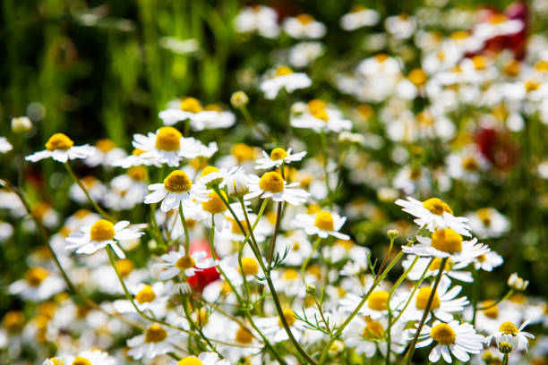 Daisy Flower stock photo