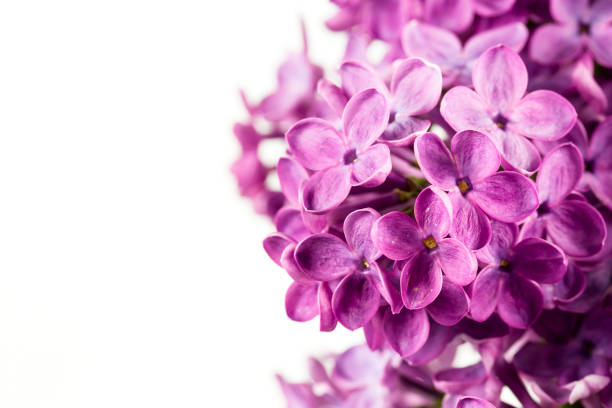 beautiful purple syringa lilac blossoms isolated on white background with copy space for greeting message