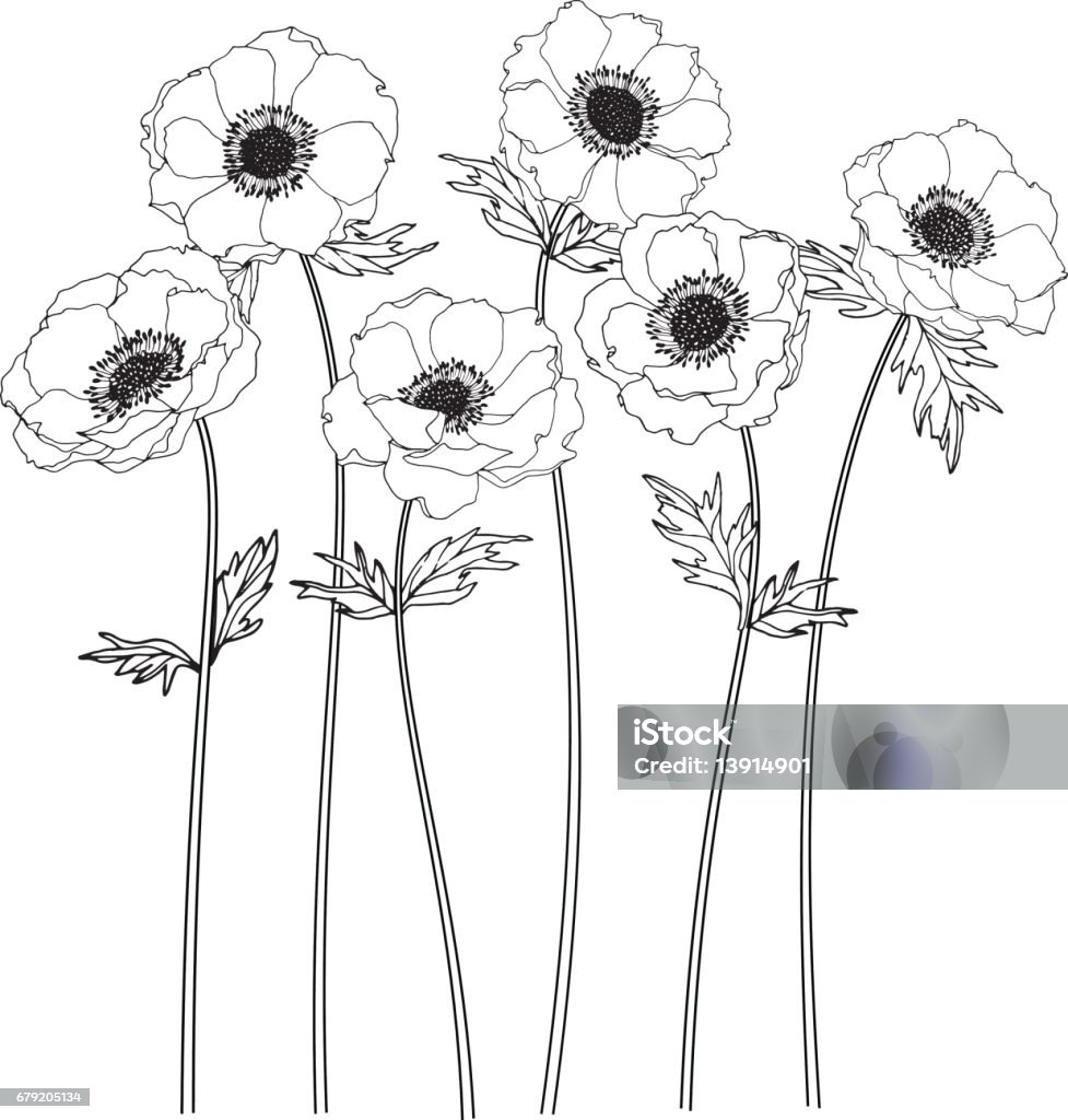Anemone flowers drawing and sketch with line-art on white backgrounds. Anemone Flower stock vector