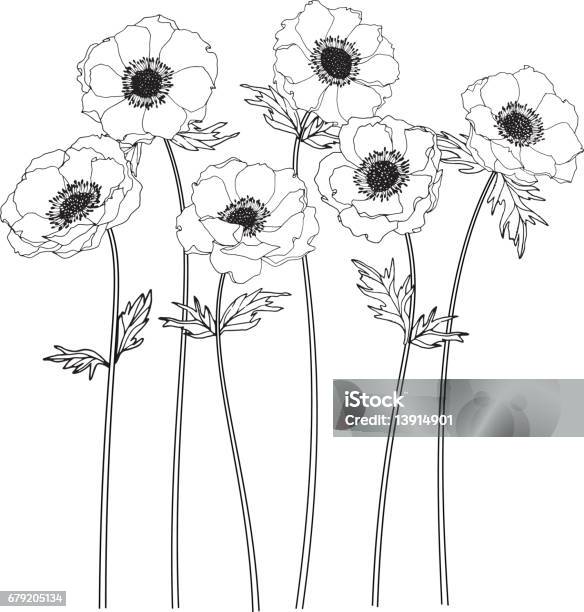 Anemone Flowers Drawing And Sketch With Lineart On White Backgrounds Stock Illustration - Download Image Now