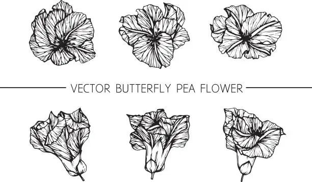 Vector illustration of Butterfly pea flowers drawing and sketch with line-art on white backgrounds.