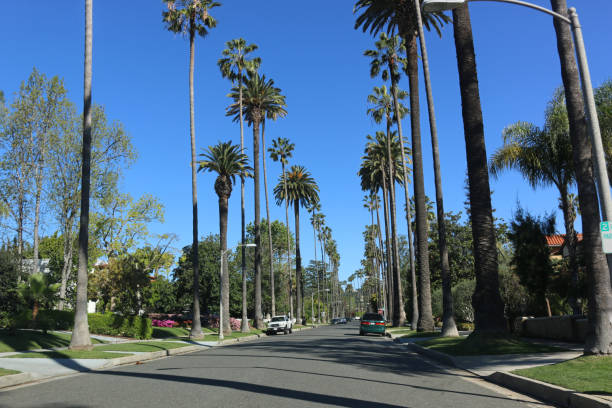 istock Beverly Hills Palm Tree Street 679235522