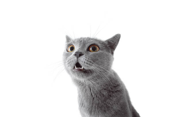 istock Gray cat looking at camera. Isolated on white background 679242312