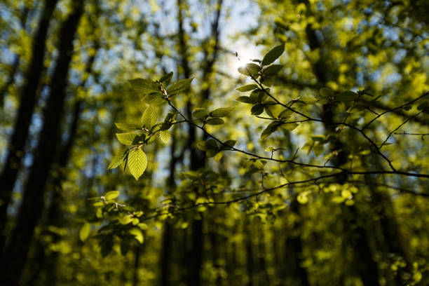 Fresh green leaves backlit with sun rays in the forest, spring see through greenary in garden backlight outdoors