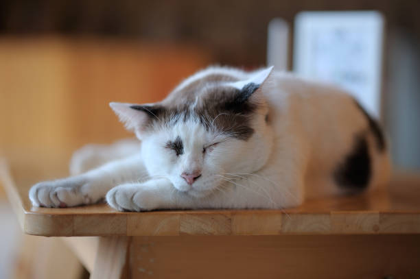istock The cat sleeps happily. 679249050