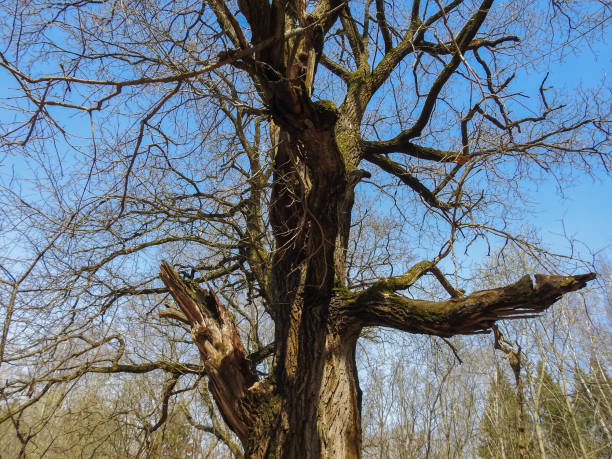 istock Branches and trunk of an old tree against a blue sky 679251156