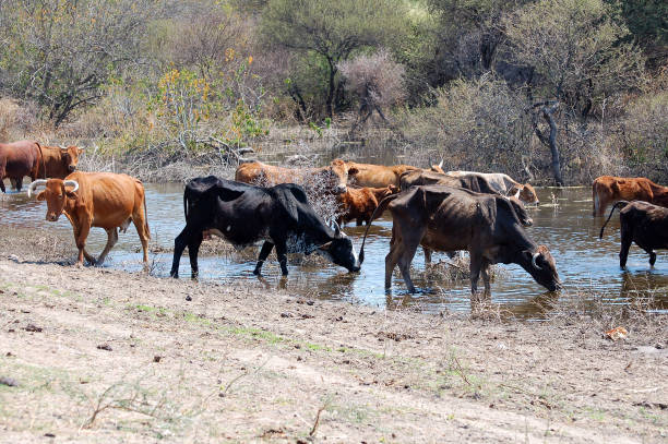 Cattle at a waterhole in Namibia stock photo
