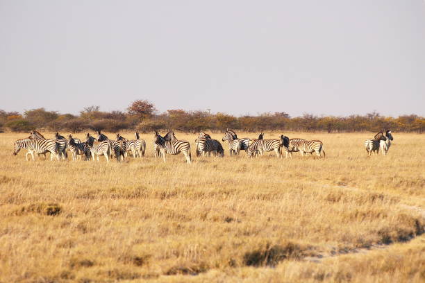 istock Zebra Herd in the savannah of Botswana 679252426