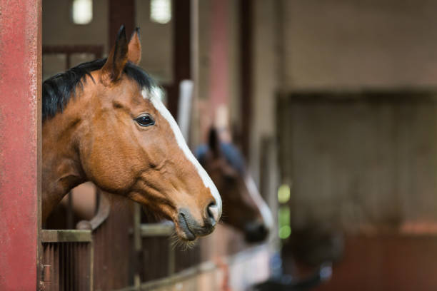 pferd im stall - horse brown animal farm stock-fotos und bilder