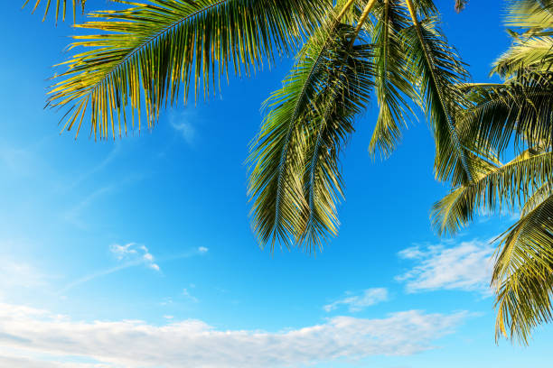 istock Summer palm leaves 679271558