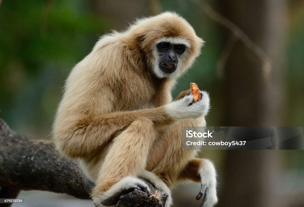 Beyaz kişili Gibbon (Hylobates lar) - Royalty-free Asya Stok görsel Beyaz kişili Gibbon (Hylobates lar) - Royalty-free Asya Stok görsel