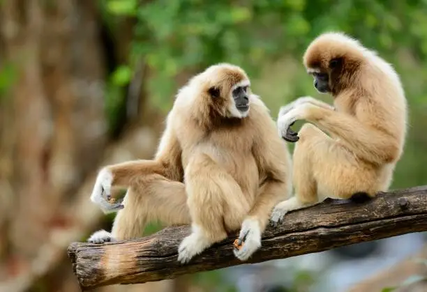 beautiful White-handed Gibbon (Hylobates lar) sitting on ground