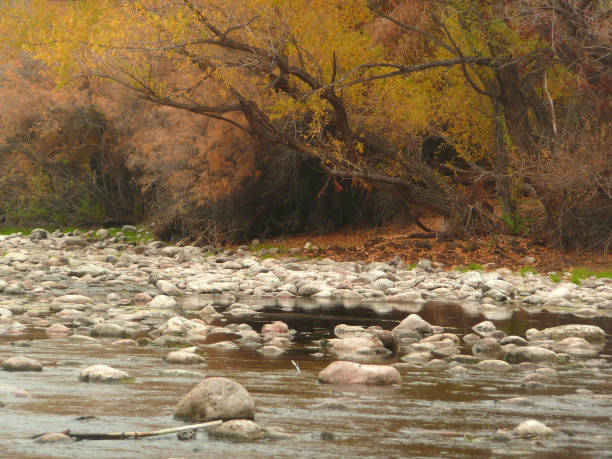 istock Winter Trees near the Salt River 679276146