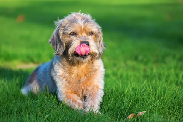 Playful digging Parson Russell Terier.