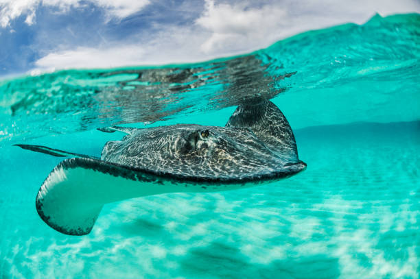 stingray unter der oberfläche - stingray stock-fotos und bilder