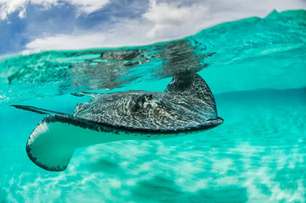 Stingray fish is swimming beneath the turquoise colored sea surface.