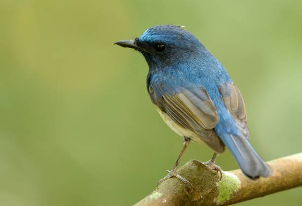 istock male hainan blue flycatcher 679298112