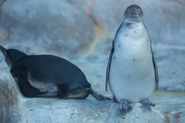 istock Group of pinguins in Russia 679299866