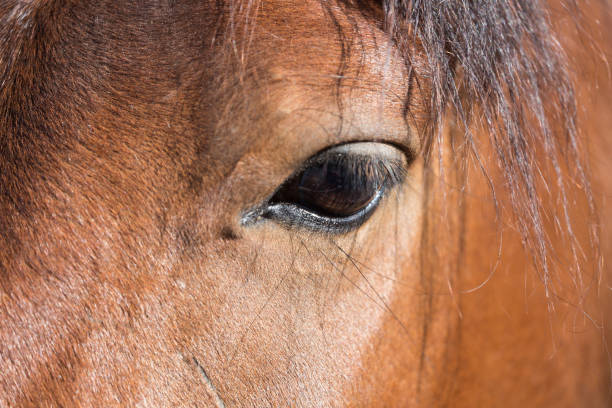 oeil du cheval fermer vers le haut à l’extérieur - running horses photos et images de collection