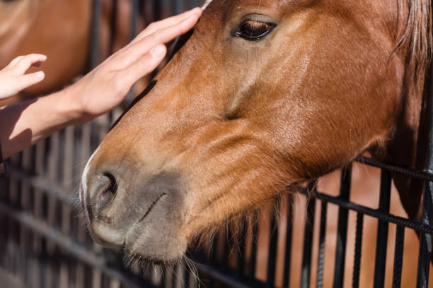 istock People stroking horse head 679302888