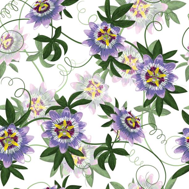 Passiflora Seamless Pattern Passiflora seamless pattern. Wallpaper with exotic branch on white. Background for wedding invitations, greeting cards. passion flower stock illustrations