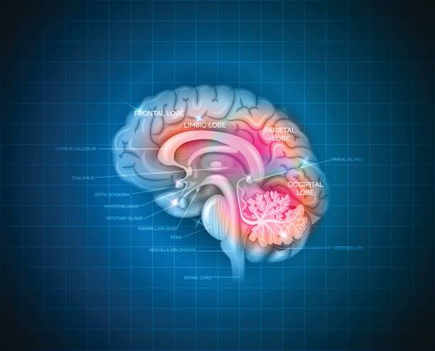 Human brain Human brain detailed 3d illustration on a blue radial background thalamus illustrations stock illustrations