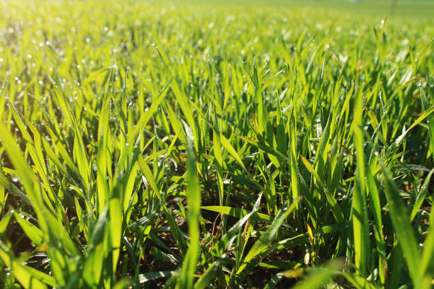 istock Background texture of a green grass with dew drops close-up. 679304824