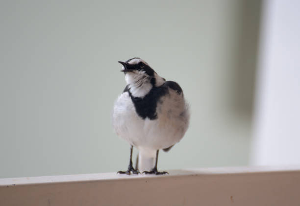 istock Bird of Rwanda - African Pied Wagtail 679306878