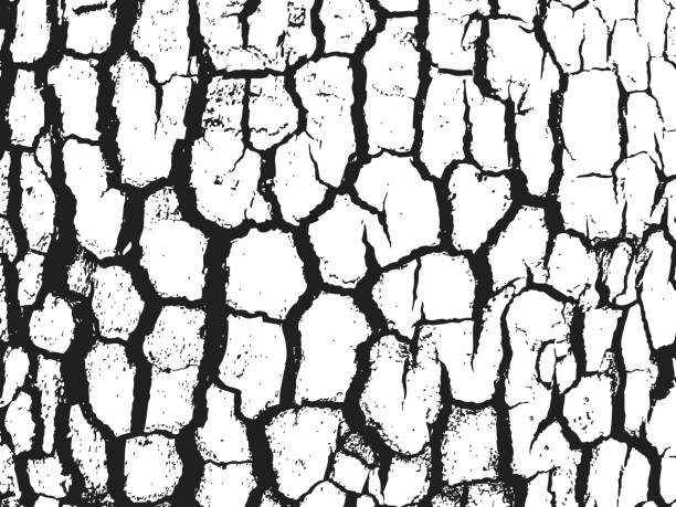 rinde hautnah textur-vektor-illustration. schwarz und weiß farben - rough backgrounds close up color image stock-grafiken, -clipart, -cartoons und -symbole