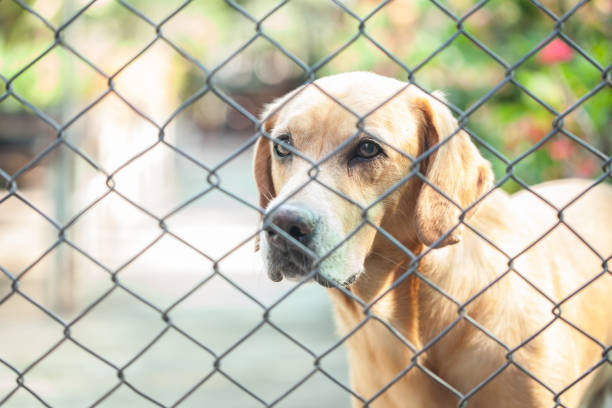 istock The cage or grille and dogs inside, 679321130