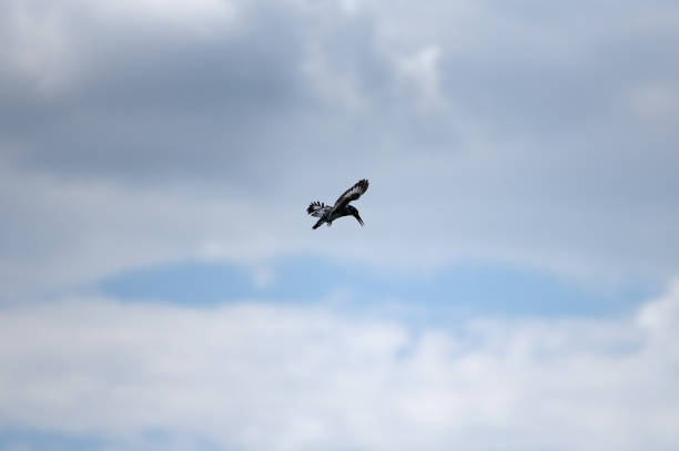 istock Pied Kingfisher of Rwanda 679322492