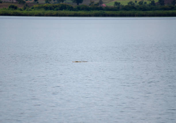 Crocodile in the lake Rumira - Rwanda