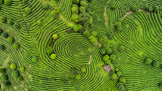 Vista aérea de campos de té photo