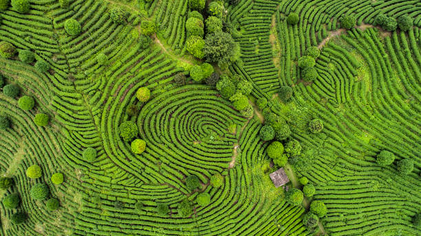 luchtfoto van thee velden - plant fotos stockfoto's en -beelden
